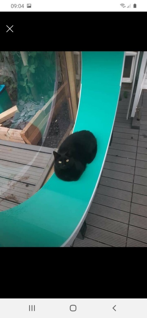 the cazami cat wheel